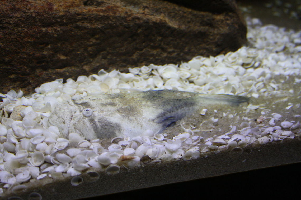 Star Gazer All 4 Australian species have mottled cream bodies that closely resemble the sandy bottom, making these  fishes difficult to detect even when they emerge from the sand.  The one above is a pygmy stargazzer and is confined to Victorian and Tasmanian waters.  Main food is small fish and shrimp.
