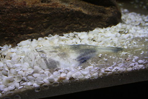 Star Gazer All 4 Australian species have mottled cream bodies that closely resemble the sandy bottom, making these  fishes difficult to detect even when they emerge from the sand.  The one above is a pygmy stargazzer and is confined to Victorian and Tasmanian waters.  Main food is small fish and shrimp.
