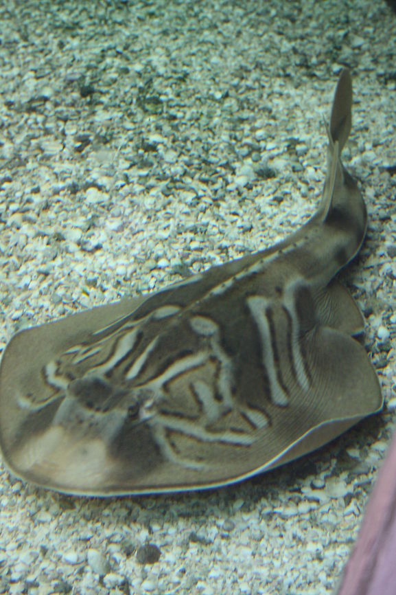 Southern Fiddler Ray Habitat is sandy bottoms and sea grass beds adjacent to rocky reefs.  Found in depths to 180m along the Southern Australian coast, east to Bass Straits to Lancelin off the West Australian coast, also along the northern coast of Tasmania. No threat to humans.<br />
<br />
 Southern Fiddler Ray,Trygonorrhina fasciata