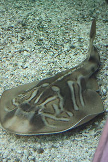 Southern Fiddler Ray Habitat is sandy bottoms and sea grass beds adjacent to rocky reefs.  Found in depths to 180m along the Southern Australian coast, east to Bass Straits to Lancelin off the West Australian coast, also along the northern coast of Tasmania. No threat to humans.

 Southern Fiddler Ray,Trygonorrhina fasciata