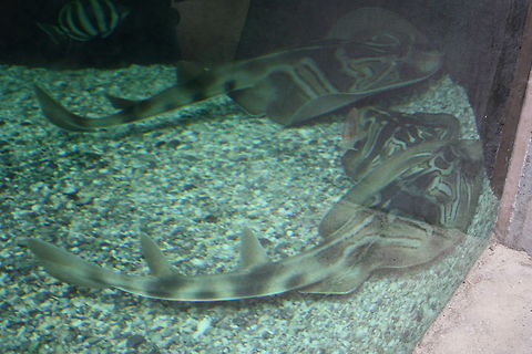 Southern Fiddler Rays  Southern Fiddler Ray,Trygonorrhina fasciata