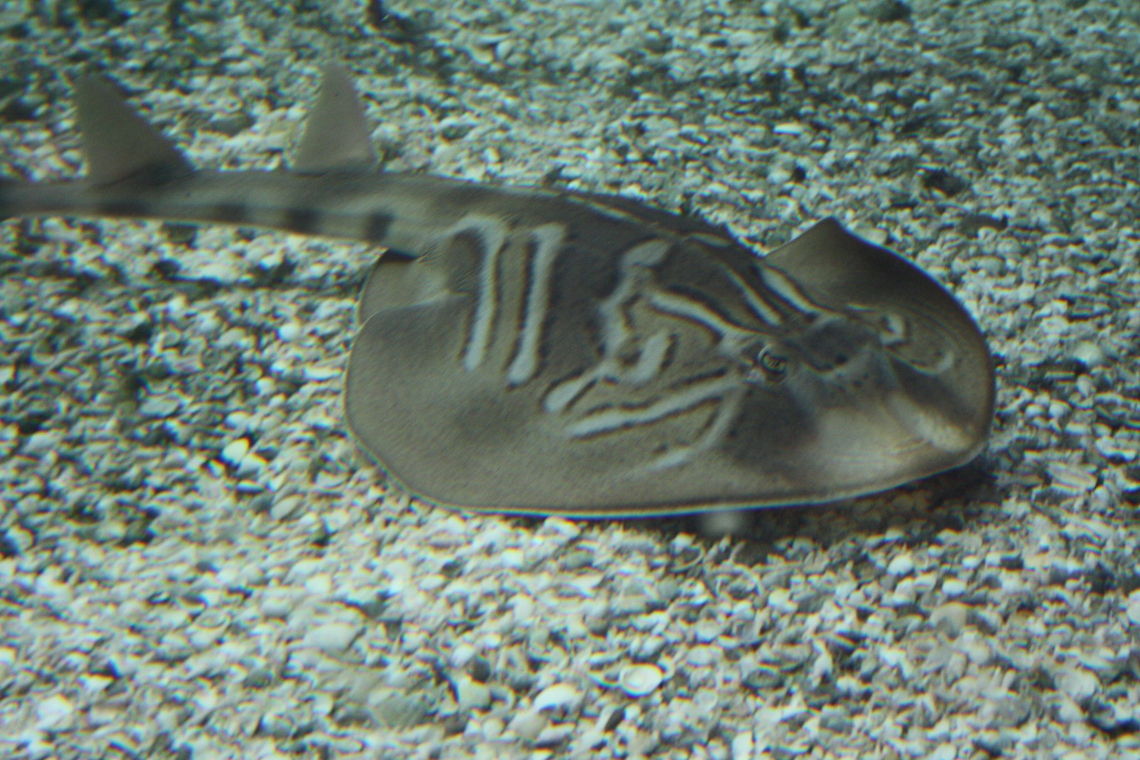 Southern Fiddler Ray  Southern Fiddler Ray,Trygonorrhina fasciata