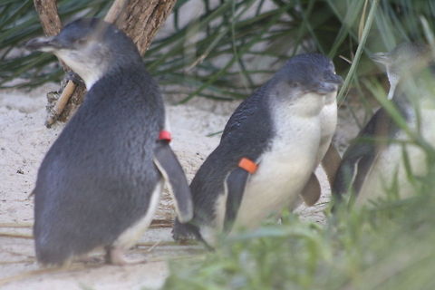 Little Penguins  Eudyptula minor,Fairy Penguin