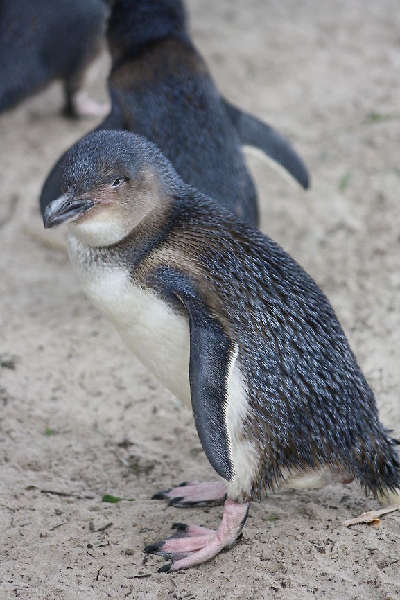 Little Penguin Smallest of the 17 species of penguin, as the only one of blue-grey colouring.  Nesting sites are found on rocky or sandy well vegetated shores, well back from the sea.  They along the coast and islands of SW and SE Australia from Fremantle WA to Northern NSW, Tasmania and Bass Strait islands also along coasts of New Zealand and Chatham Island.Length is between 35-43cm and weigh 1-1.5kgs Eudyptula minor,Fairy Penguin
