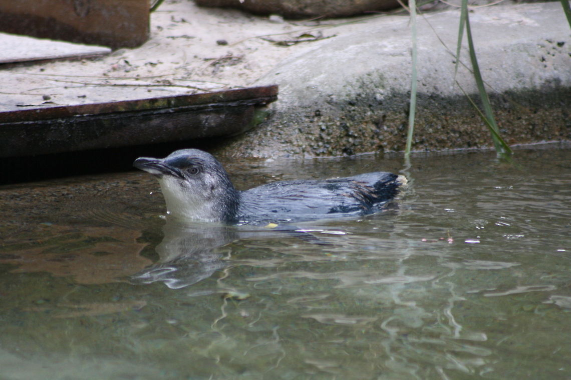 Little Penguin  Eudyptula minor,Fairy Penguin