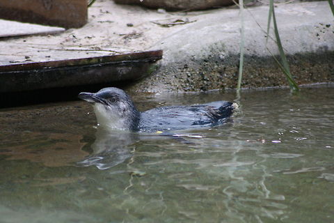 Little Penguin  Eudyptula minor,Fairy Penguin