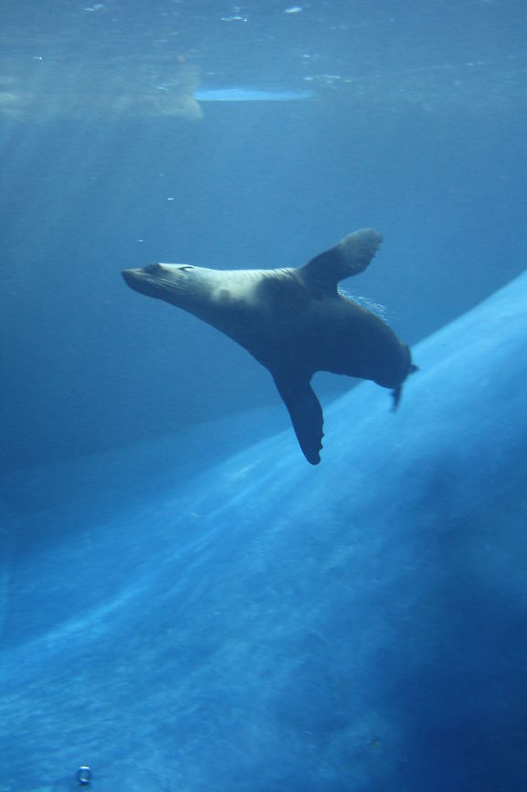 Australian Fur Seal  Arctocephalus forsteri,Australian fur seal