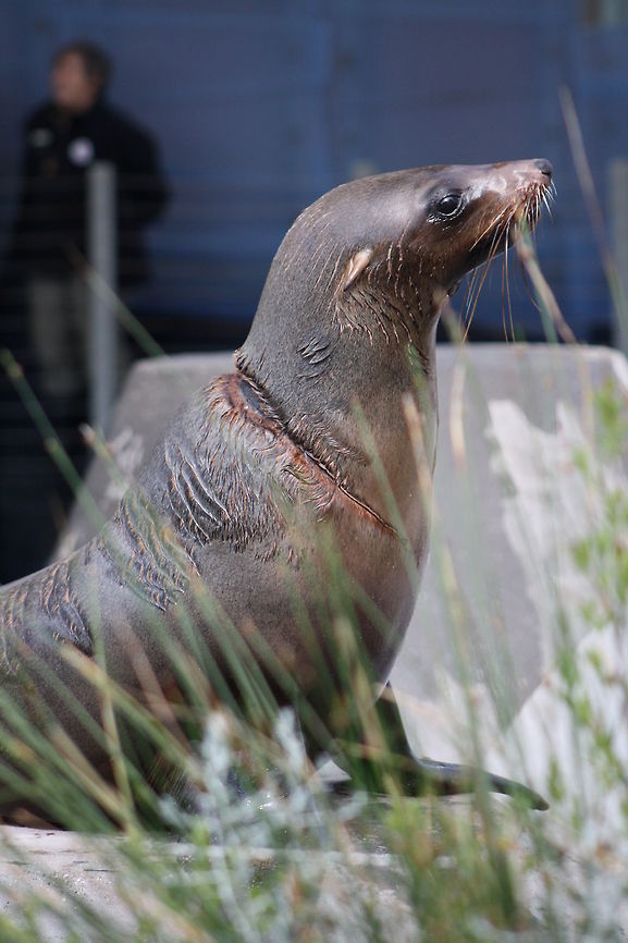 Australian fur Seal  Arctocephalus forsteri,Australian fur seal