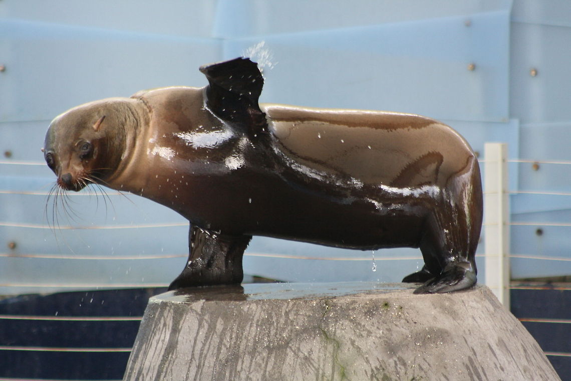 Australian Fur Seal waving bye bye  Arctocephalus forsteri,Australian fur seal