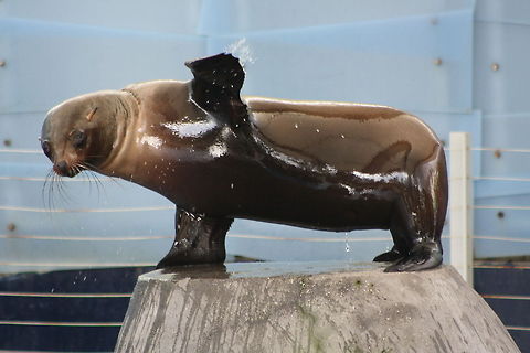Australian Fur Seal waving bye bye  Arctocephalus forsteri,Australian fur seal