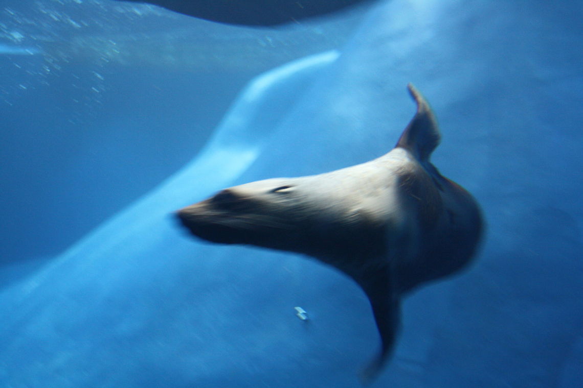 Australian Fur Seal in full flight  Arctocephalus forsteri,Australian fur seal