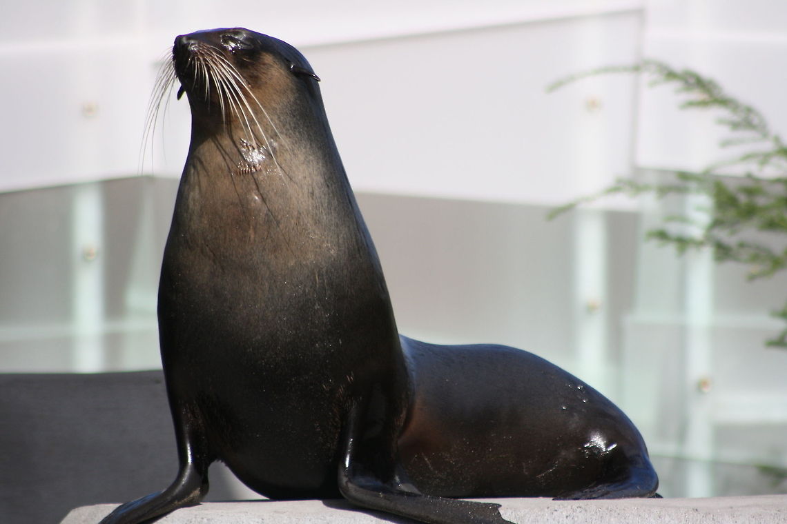 Sub Antarctic Fur Seal  Arctocephalus tropicalis,Subantarctic fur seal
