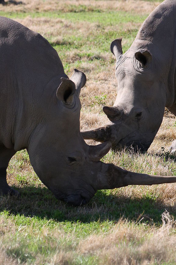 Rhino  Ceratotherium simum,White rhinoceros