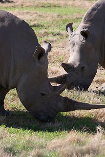 Rhino  Ceratotherium simum,White rhinoceros