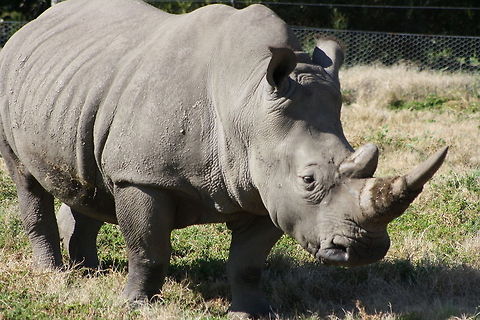 Rhino  Ceratotherium simum,White rhinoceros