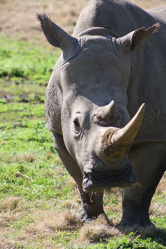 Rhino  Ceratotherium simum,White rhinoceros