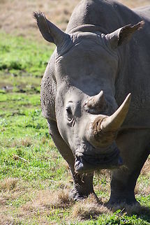Rhino  Ceratotherium simum,White rhinoceros