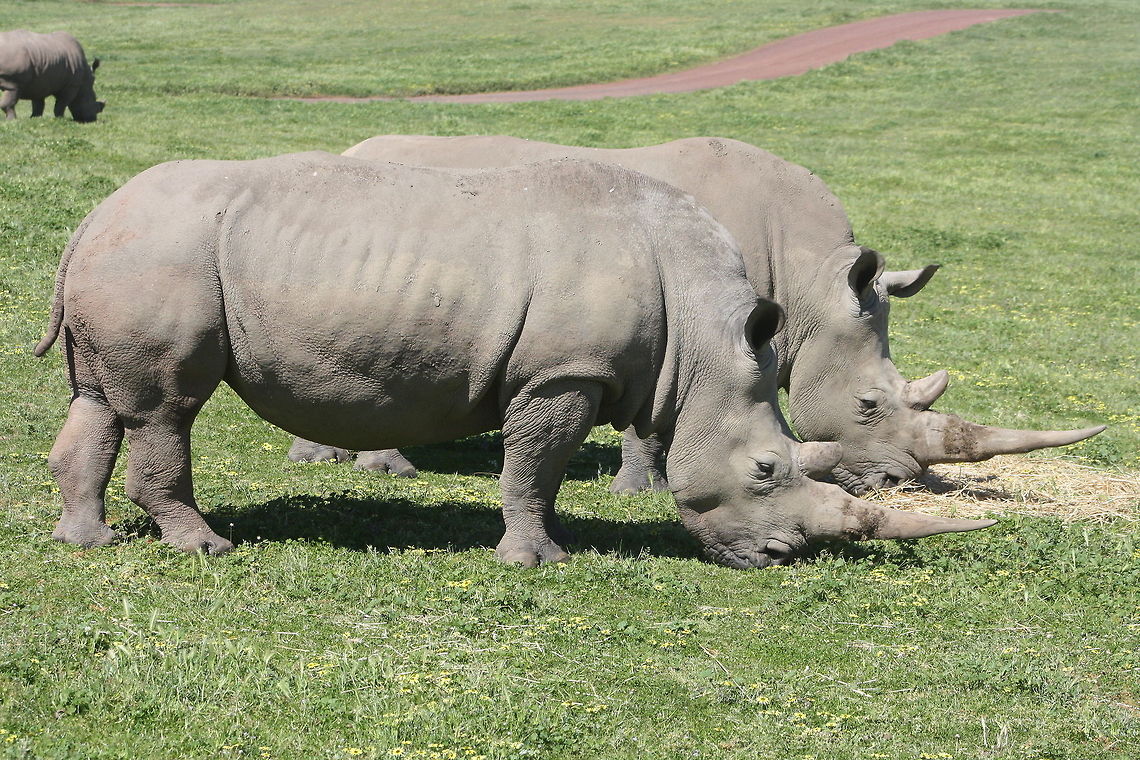 Rhino  Ceratotherium simum,White rhinoceros