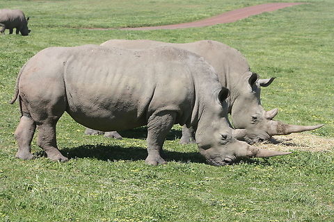 Rhino  Ceratotherium simum,White rhinoceros