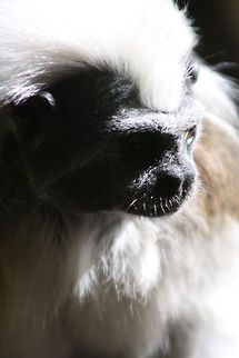 Cotton top Tamarin  Cotton-Top Tamarin,Saguinus oedipus