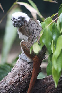 Cotton top Tamarin  Cotton-Top Tamarin,Saguinus oedipus