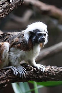 Cotton top Tamarin  Cotton-Top Tamarin,Saguinus oedipus