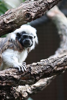 Cotton top Tamarin  Cotton-Top Tamarin,Saguinus oedipus