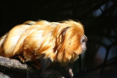 Golden lion Tamarin  Golden lion tamarin,Leontopithecus rosalia