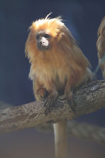 Golden lion Tamarin  Golden lion tamarin,Leontopithecus rosalia