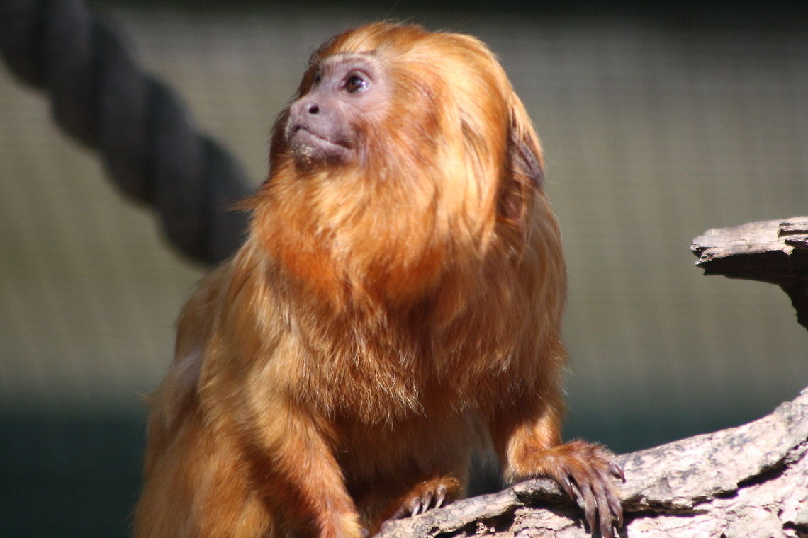 Golden lion Tamarin  Golden lion tamarin,Leontopithecus rosalia