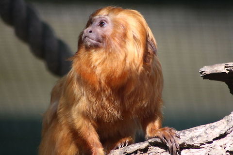 Golden lion Tamarin  Golden lion tamarin,Leontopithecus rosalia