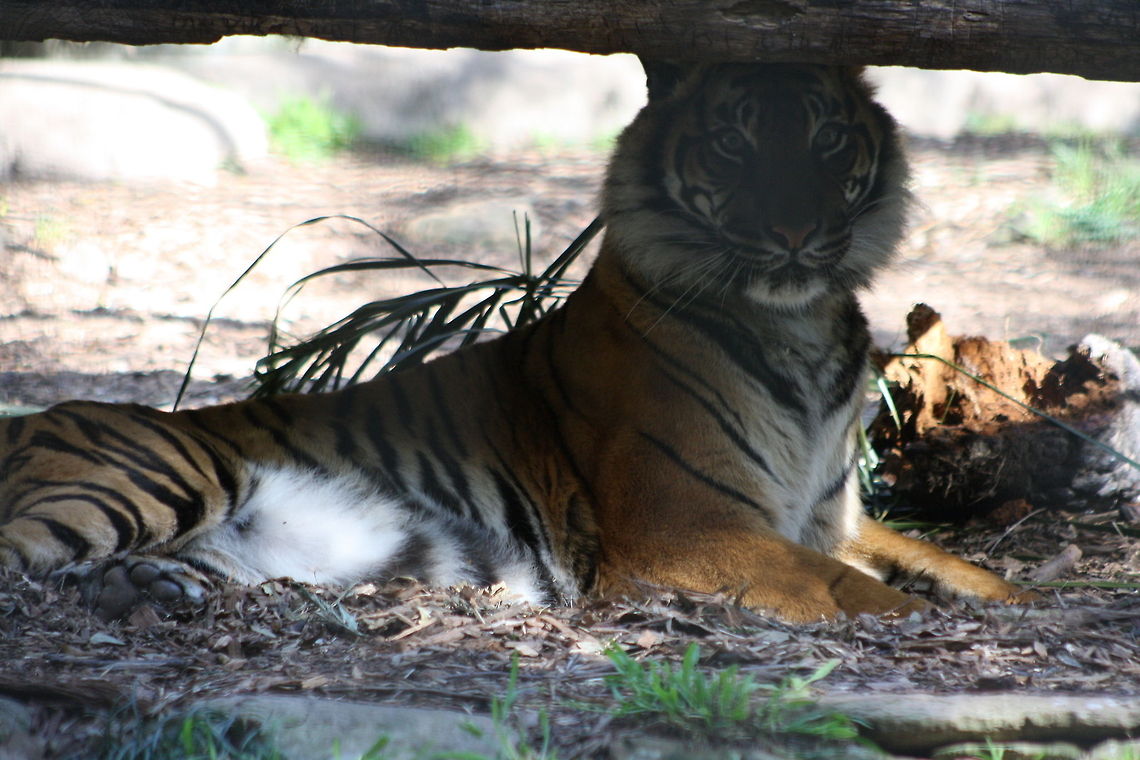 Sumatran tiger  Panthera tigris sumatrae,Sumatran tiger