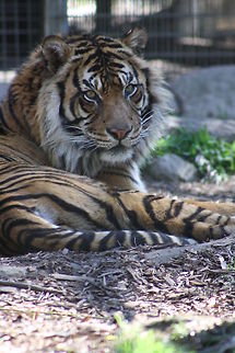 Sumatran tiger  Panthera tigris sumatrae,Sumatran tiger