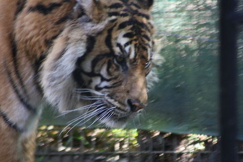 Sumatran tiger  Panthera tigris sumatrae,Sumatran tiger