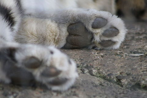 Snow Leopard pads  Snow leopard,Uncia uncia