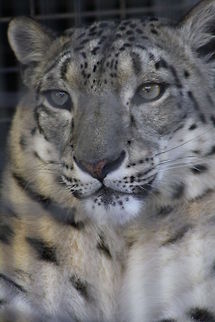 Snow Leopard  Snow leopard,Uncia uncia