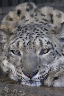 Snow Leopard  Snow leopard,Uncia uncia