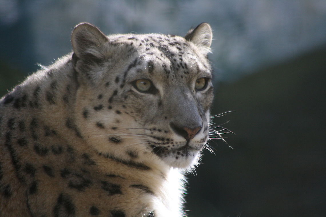Snow Leopard  Snow leopard,Uncia uncia