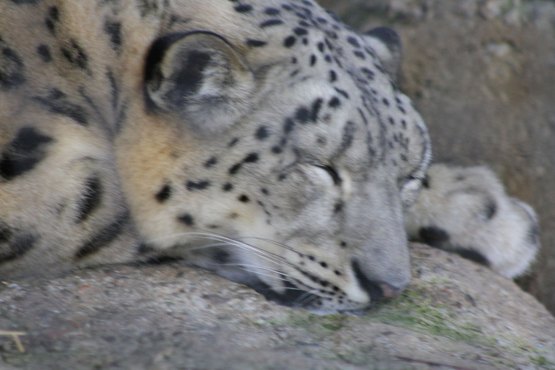 Snow Leopard sleeping  Snow leopard,Uncia uncia