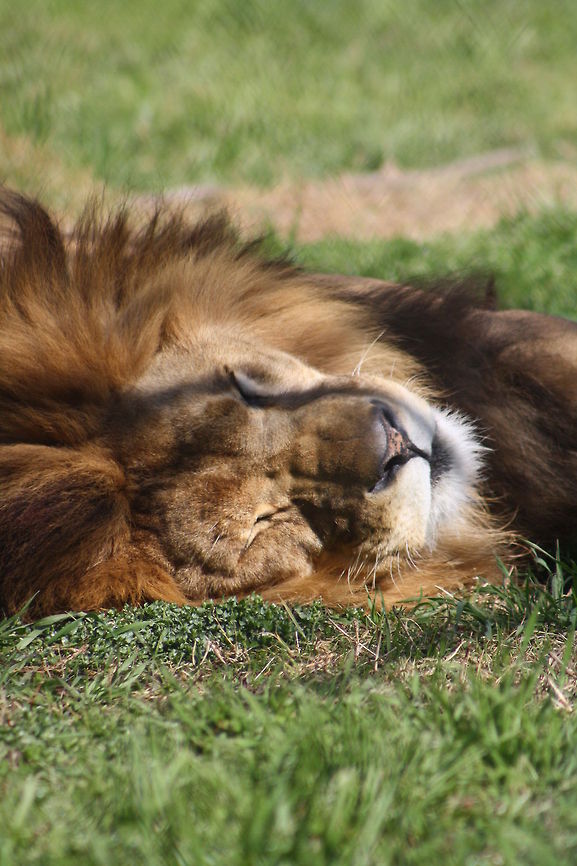 lion  Lion,Panthera leo