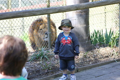 Lion. Hello breakfast  Lion,Panthera leo
