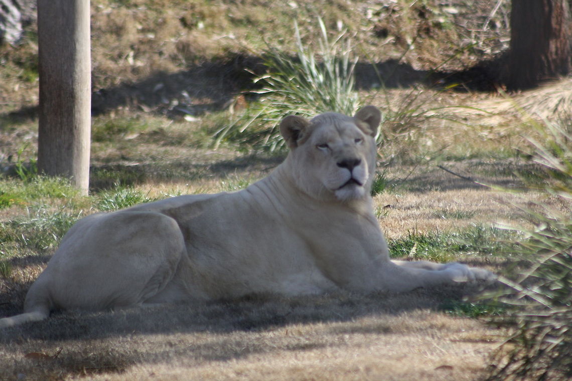 white lion  Lion,Panthera leo