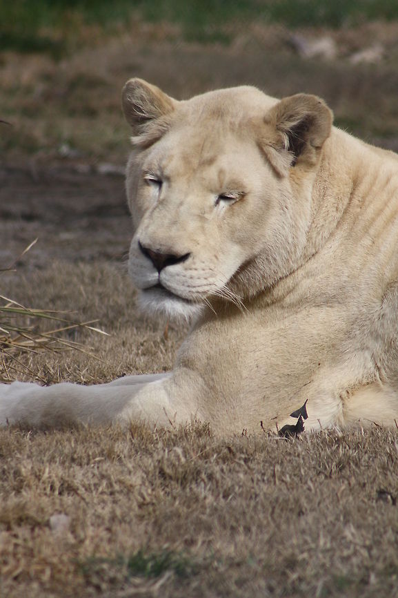 white lion  Lion,Panthera leo