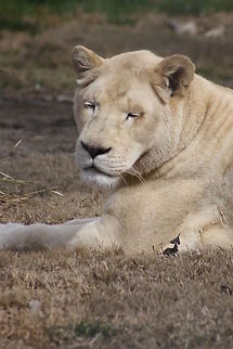 white lion  Lion,Panthera leo