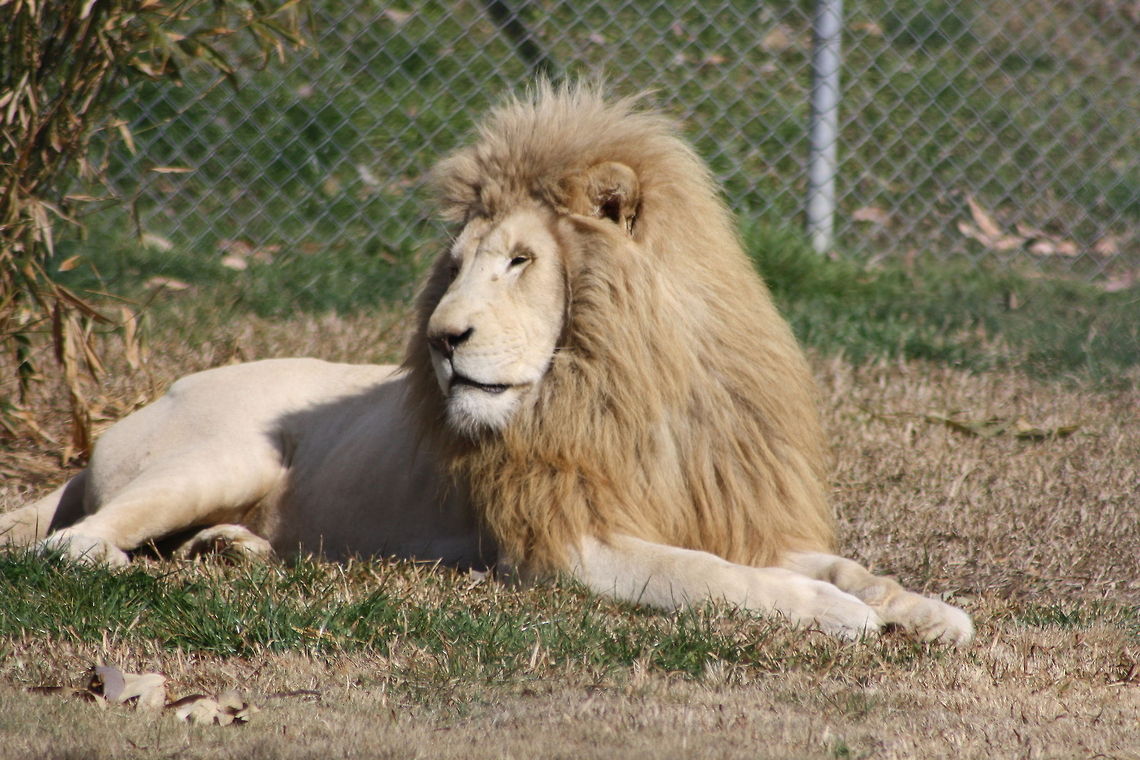 white lion  Lion,Panthera leo