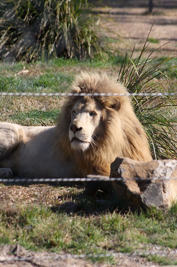 white lion  Lion,Panthera leo