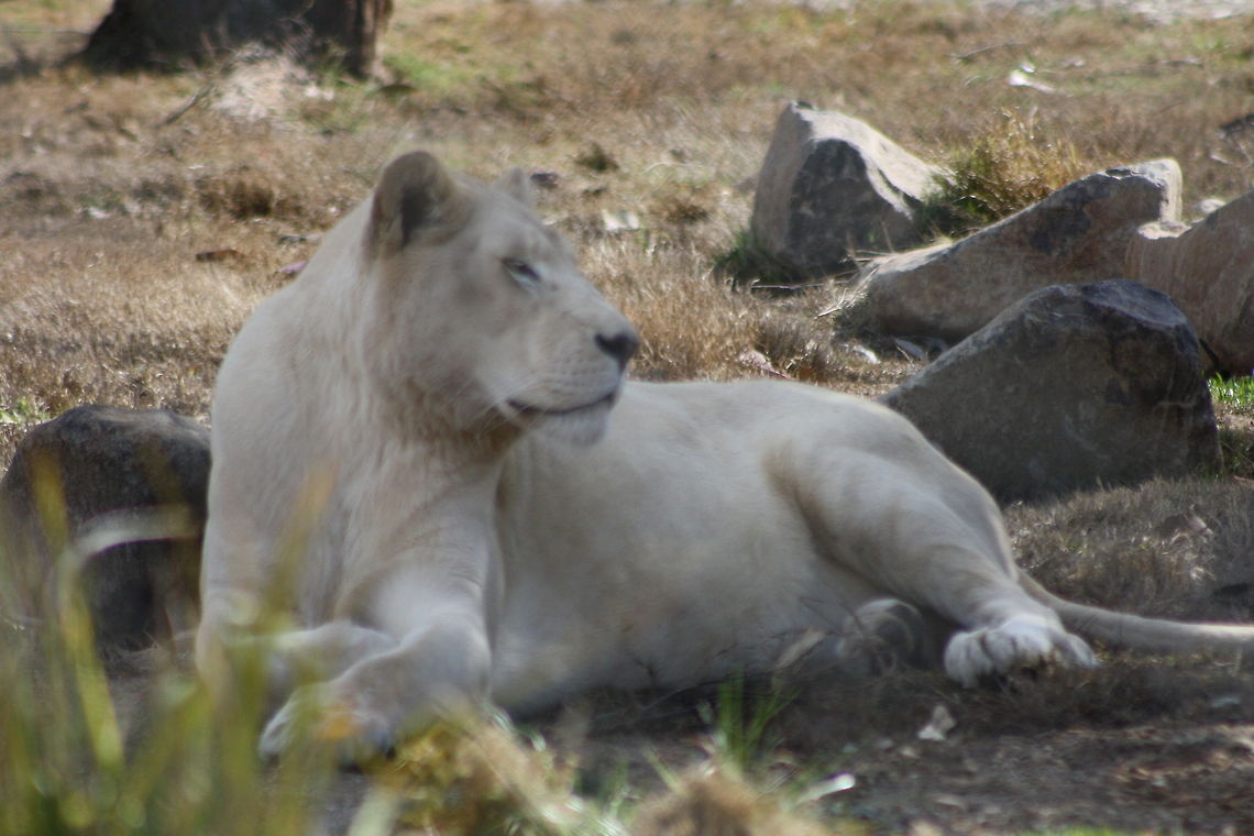 white lion  Lion,Panthera leo
