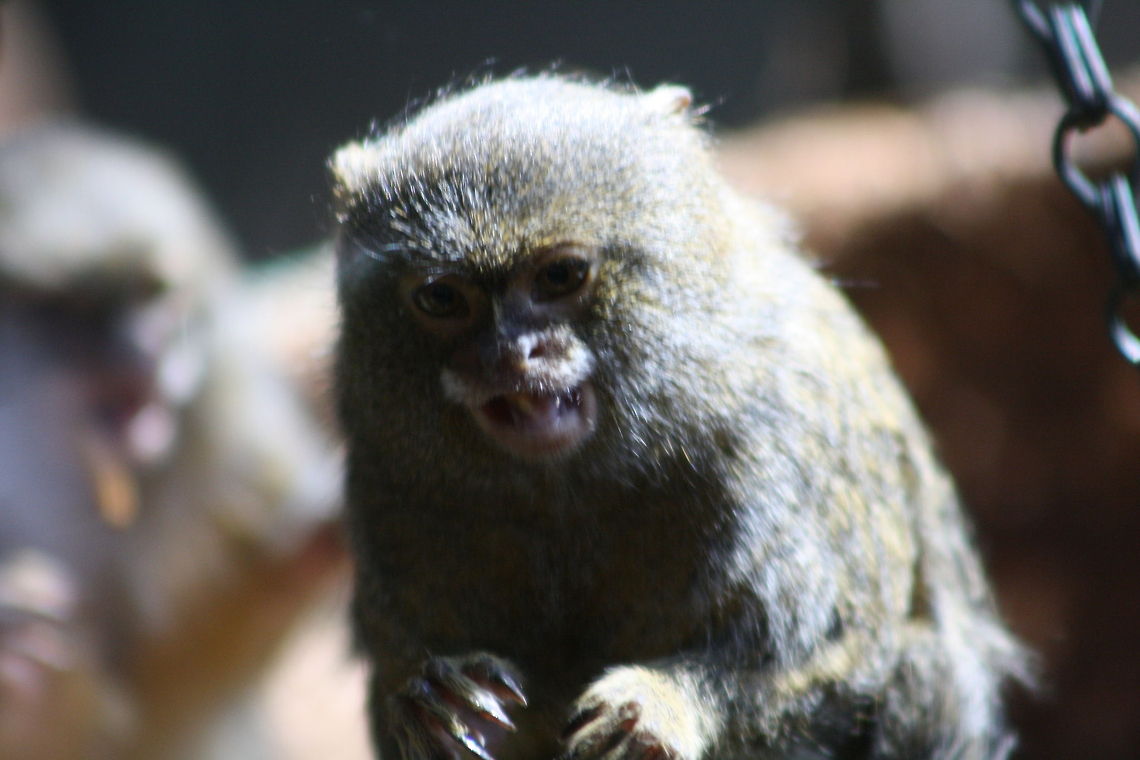 Pygmy Marmoset  Cebuella pygmaea,Pygmy marmoset
