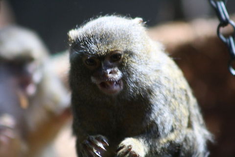 Pygmy Marmoset  Cebuella pygmaea,Pygmy marmoset