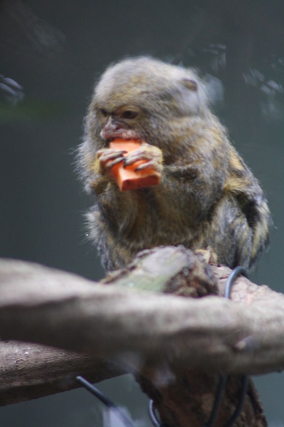 Pygmy Marmoset  Cebuella pygmaea,Pygmy marmoset